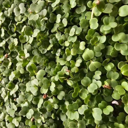 Rukola